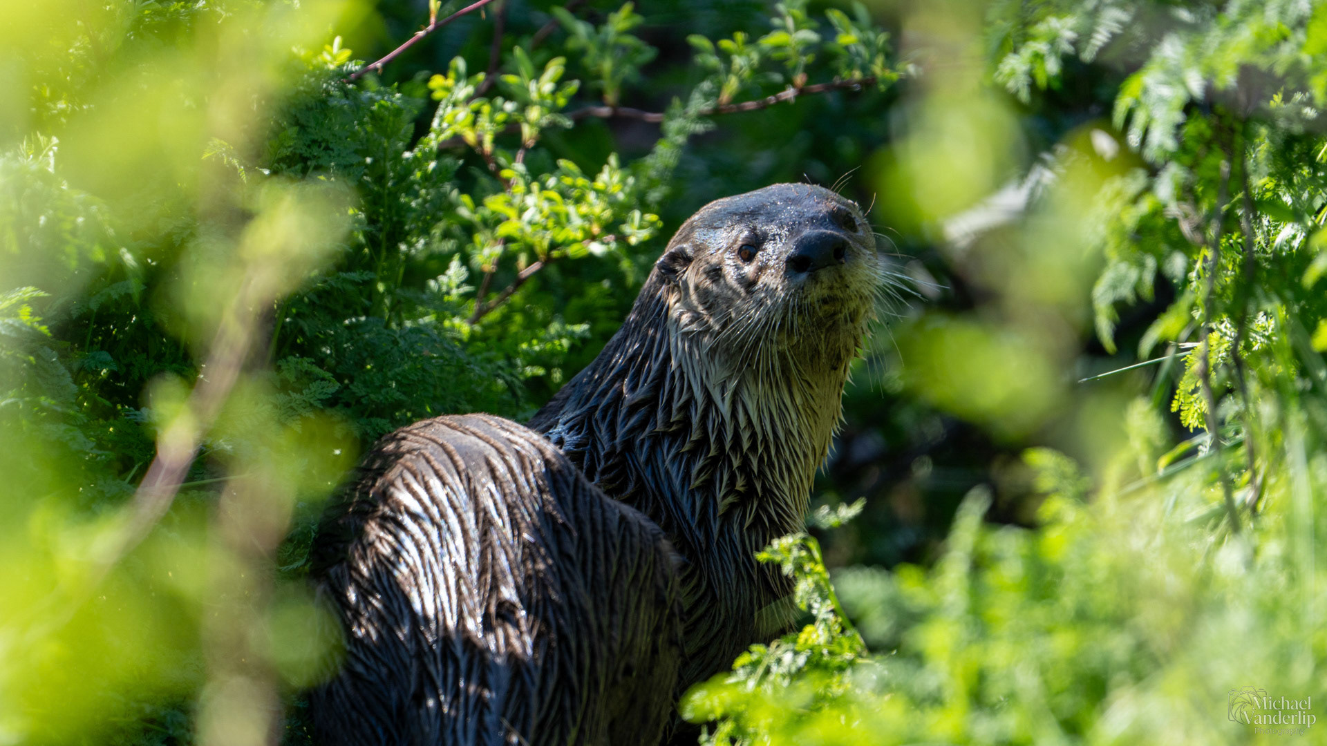 River Otter along the Bear Creek Greenway near Talent, Oregon.