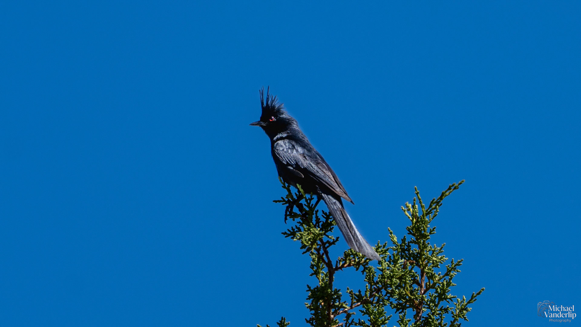Phainopepla on the hills near Sedona, Arizona.