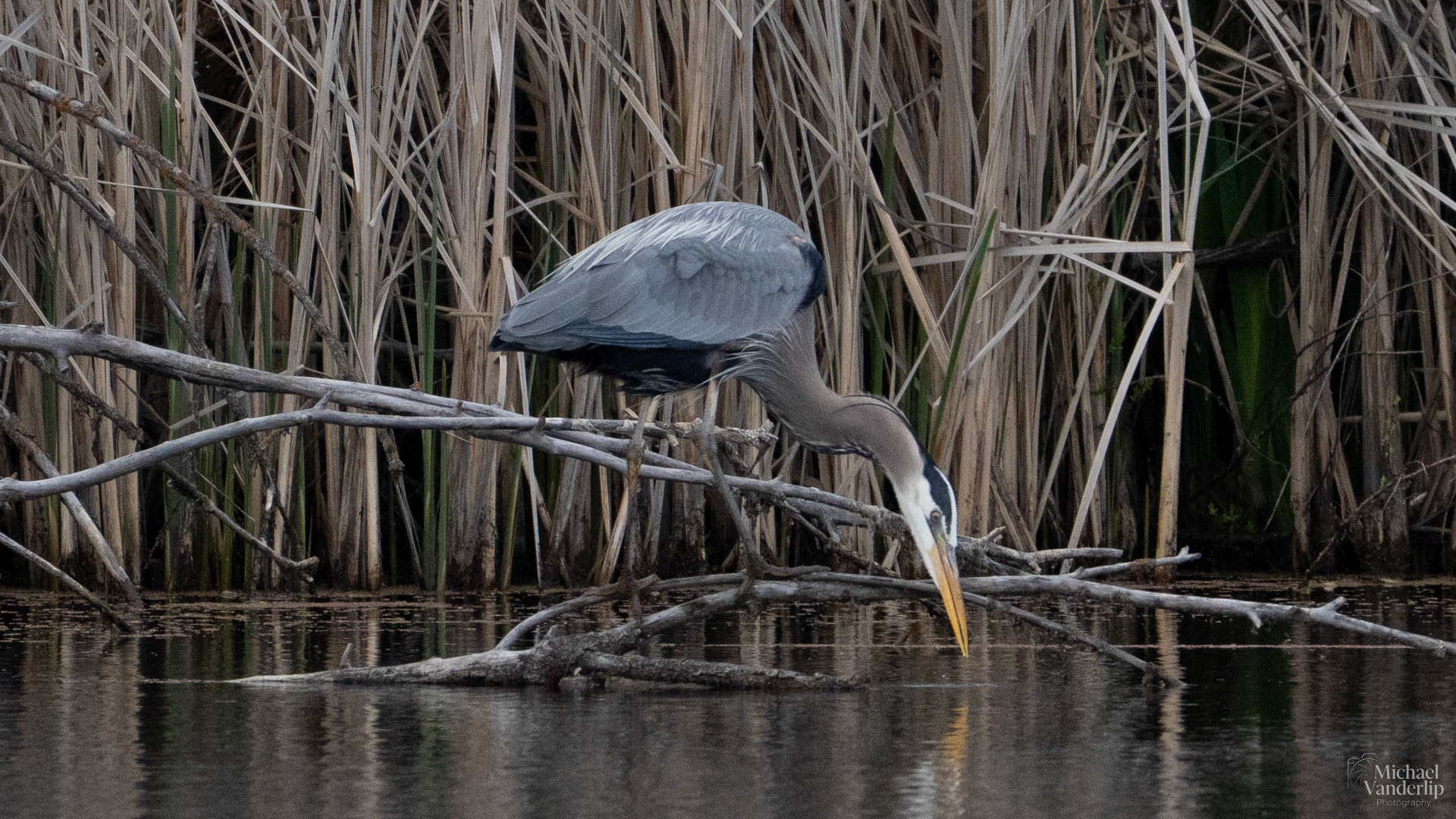 Great Blue Heron along the Bear Creek Greenway near Talent, Oregon.