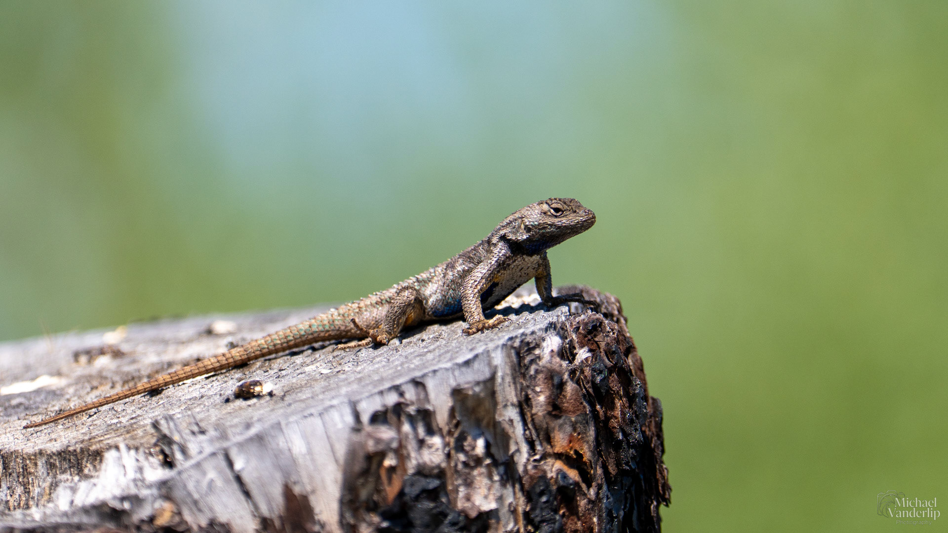 Western Fence Lizard along the Bear Creek Greenway near Talent, Oregon.