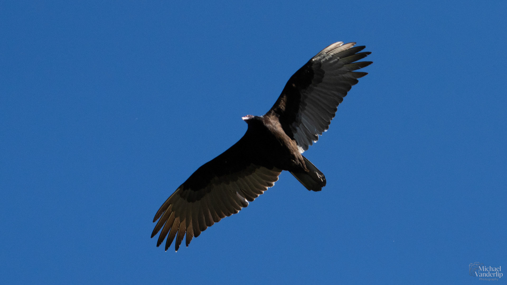Turkey Vulture along the Bear Creek Greenway near Talent, Oregon.
