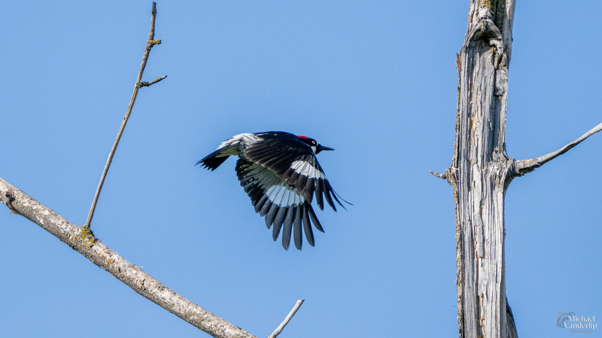 Acorn Woodpecker along the Bear Creek Greenway near Talent, Oregon.