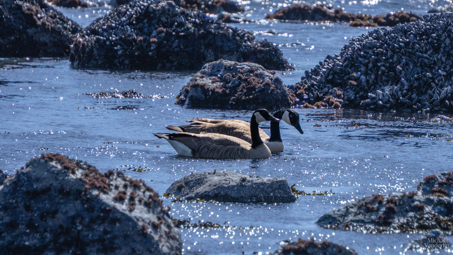 Canada Geese on Harris Beach, Brookings, Oregon.