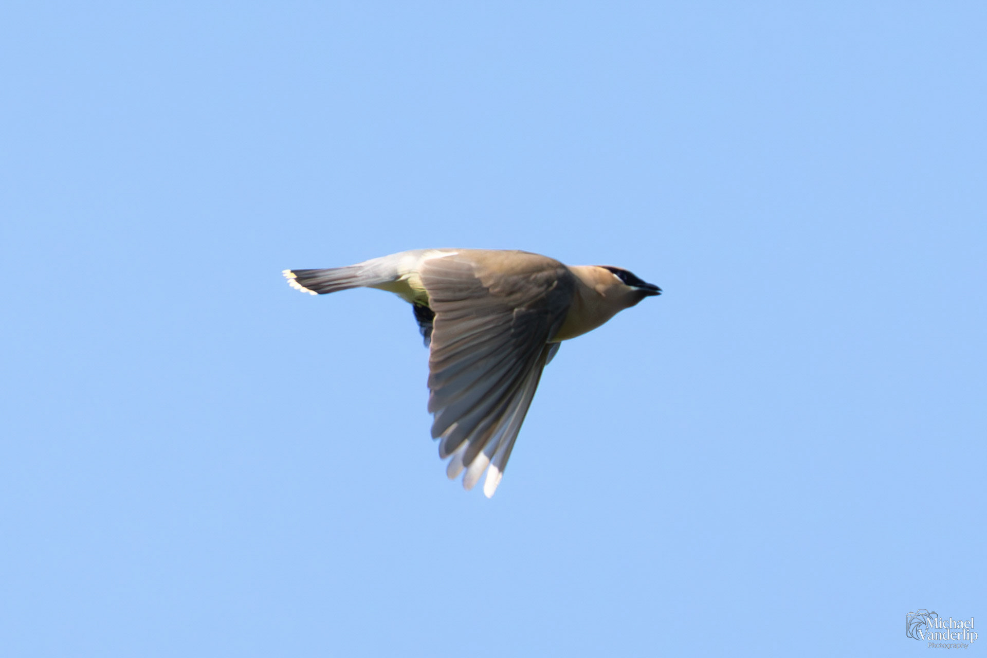 Cedar Waxwing along the Bear Creek Greenway near Talent, Oregon.
