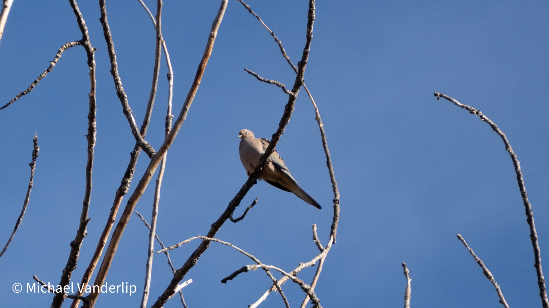 Dove in a tree along the Talent Greenway.