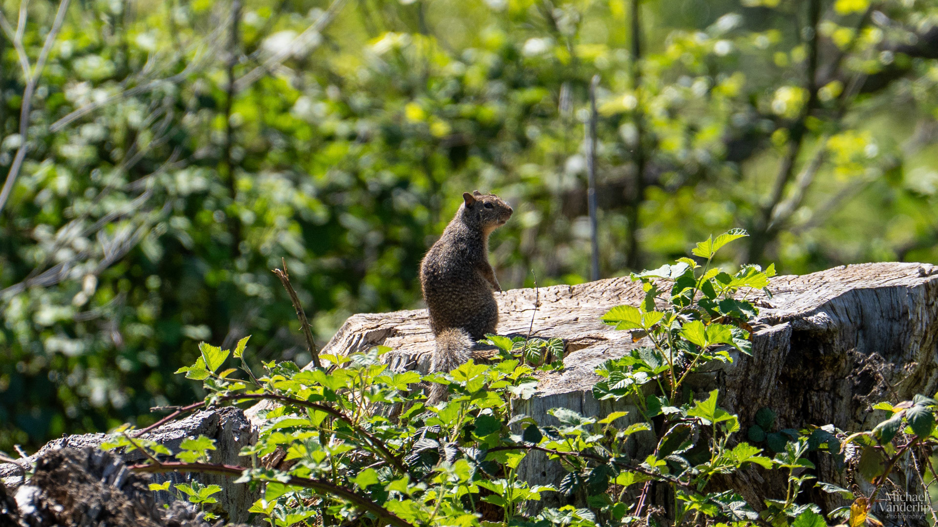 Rock Squirrel along the Bear Creek Greenway near Talent, Oregon.