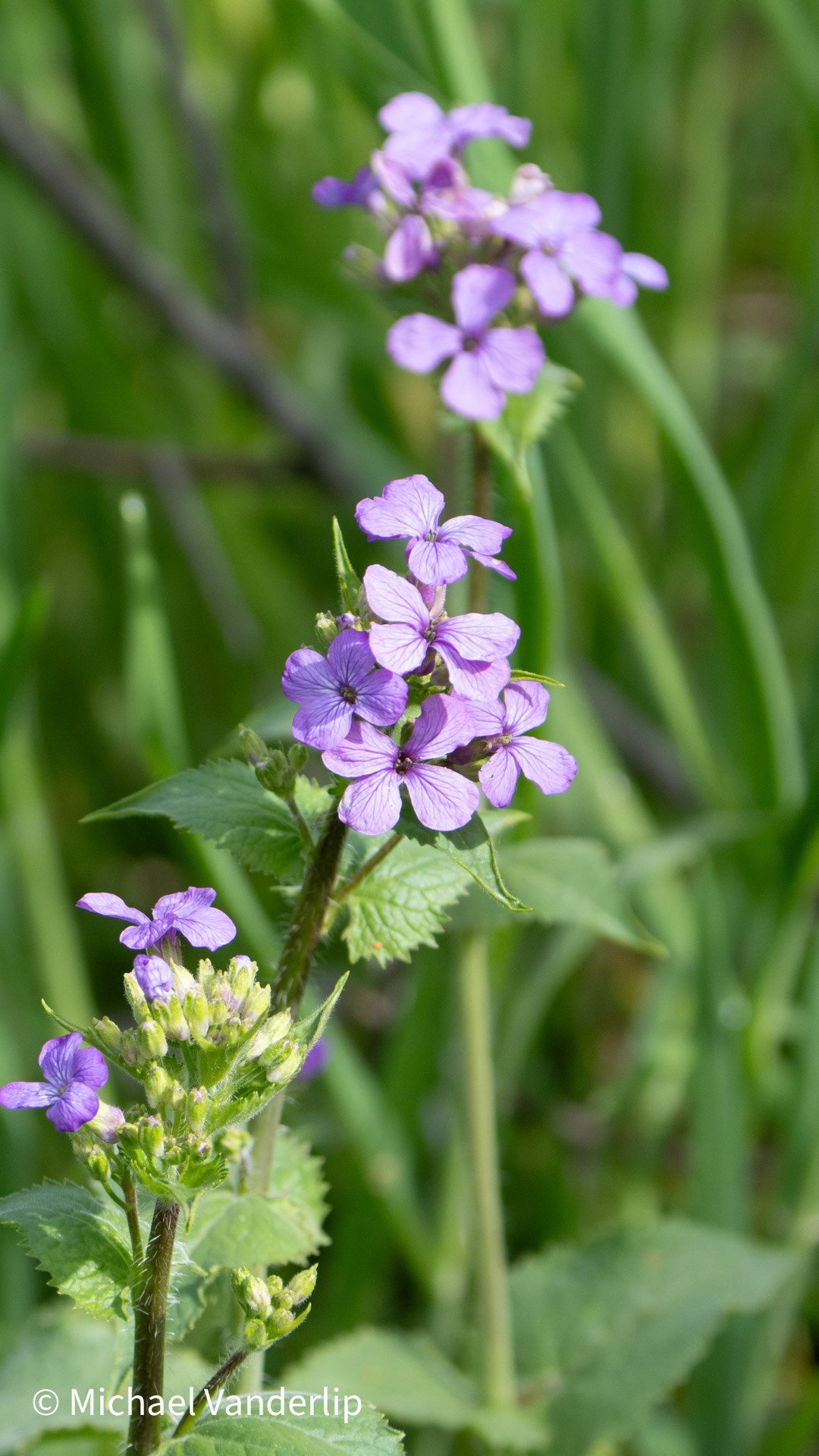 Lunaria Annua along the Bear Creek Greenway near Talent, Oregon.