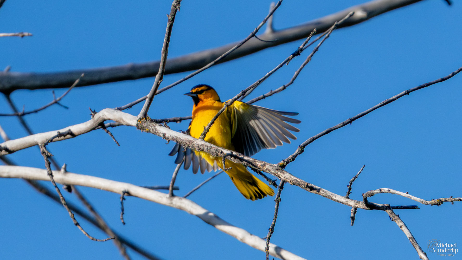 Bullock's Oriole along the Bear Creek Greenway near Talent, Oregon.