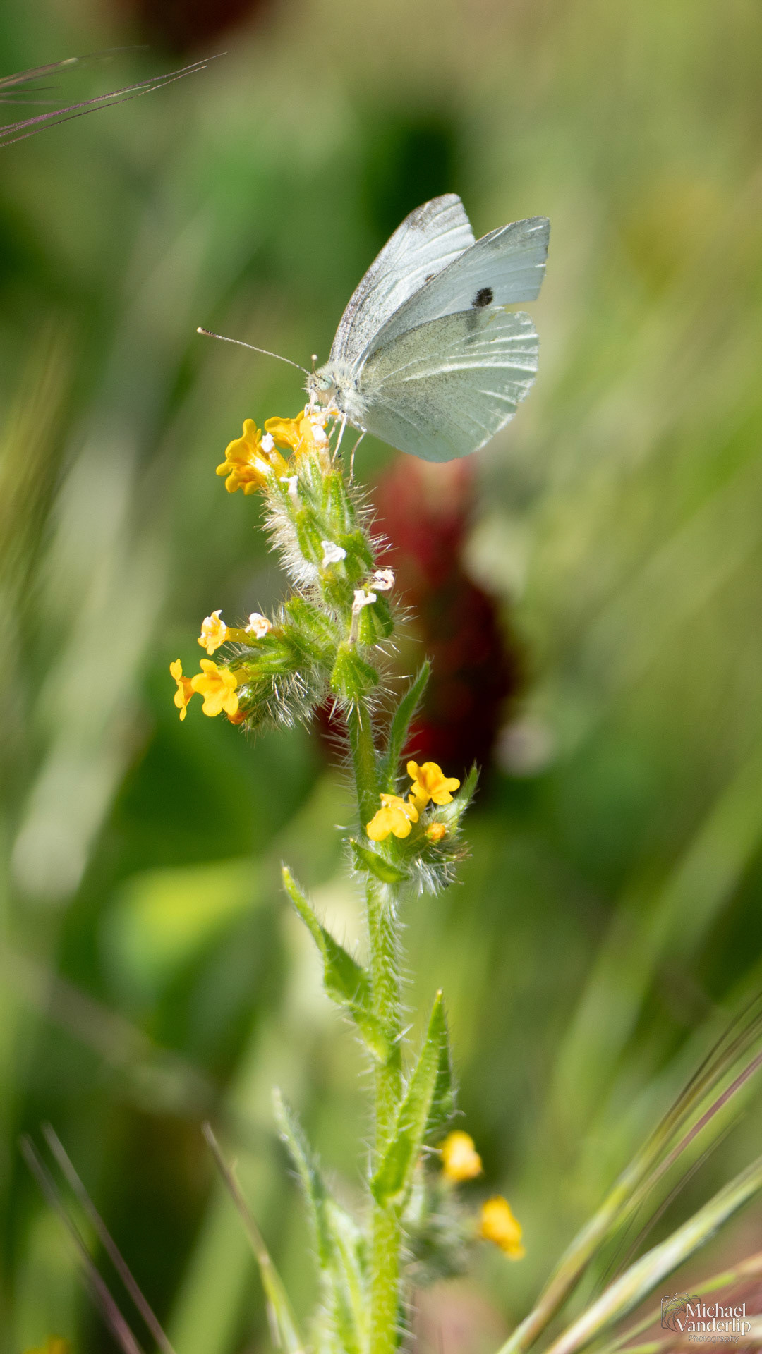 Cabbage White Butterfly along the Bear Creek Greenway near Talent, Oregon.