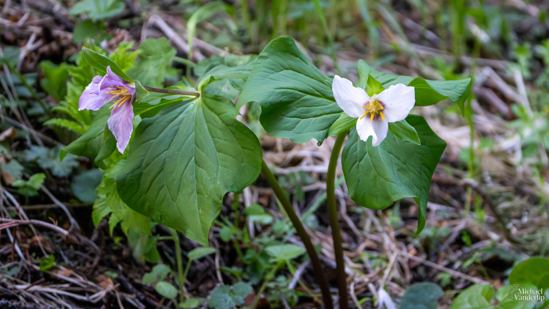 Western Trillium along the Wagner Butte Trail near Talent, Oregon.