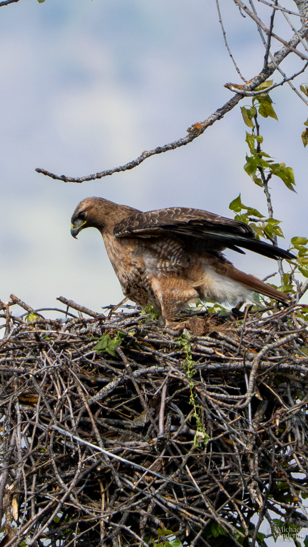 Red Tailed Hawk along the Bear Creek Greenway near Talent, Oregon.