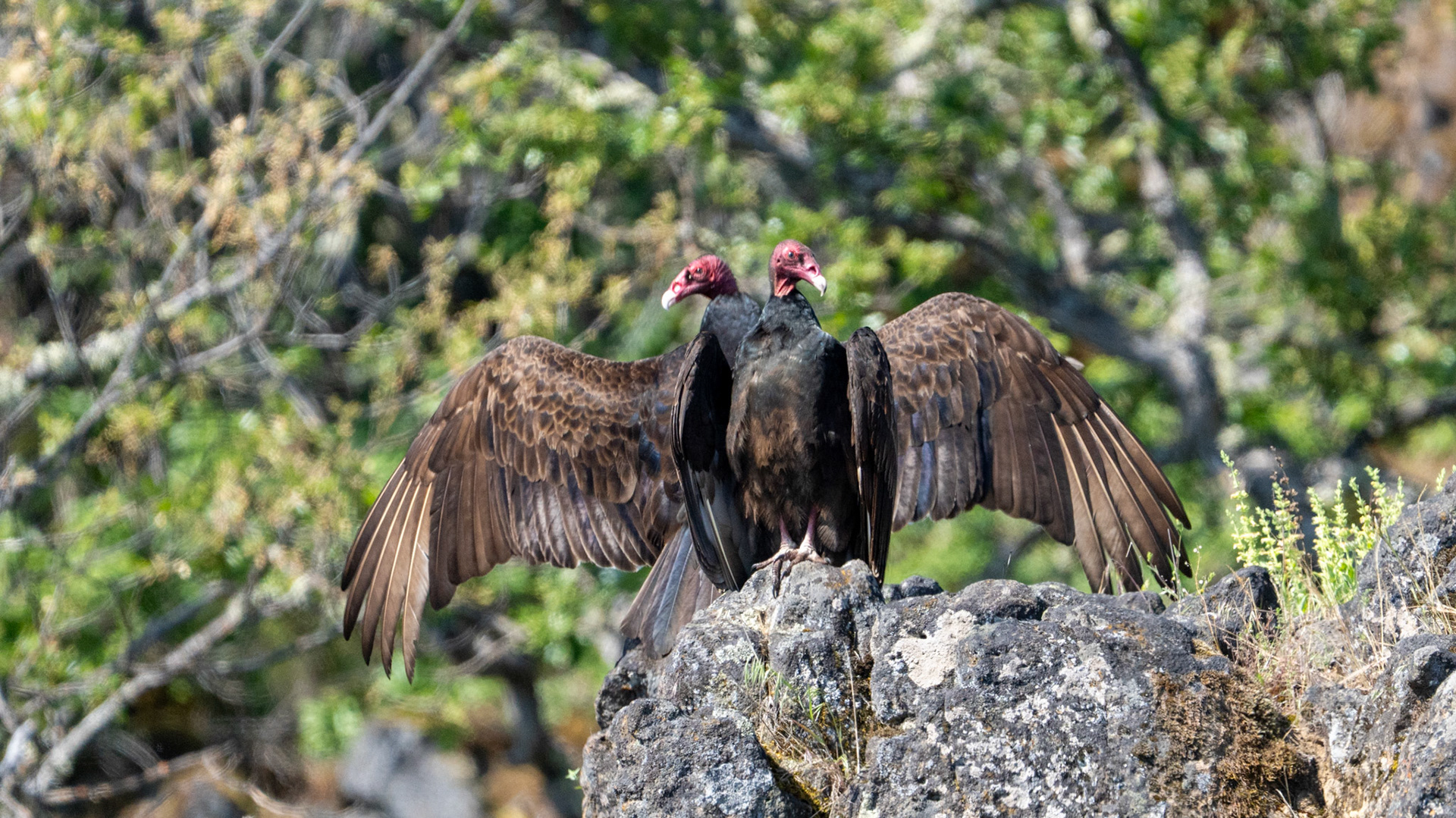 Turkey Vultures on Lower Table Rock, Central Point, Oregon.