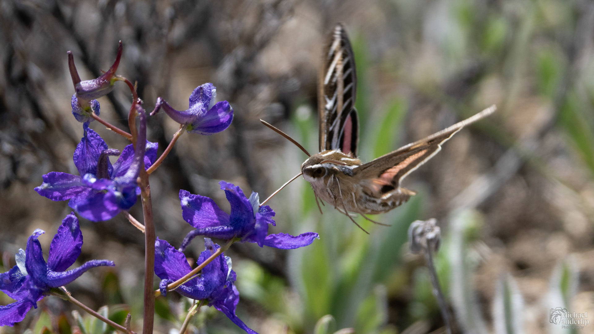 White-Lined Sphinx Moth along the Pacific Crest Trail near Mt. Ashland, Oregon.