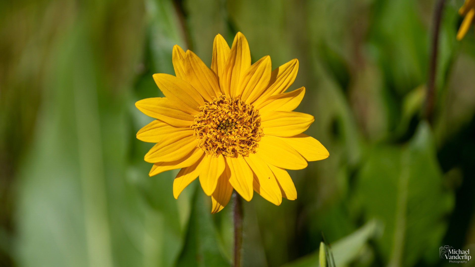Narrow Leaf Mule's Ear along the Lower Table Rock Trail, Central Point, Oregon.