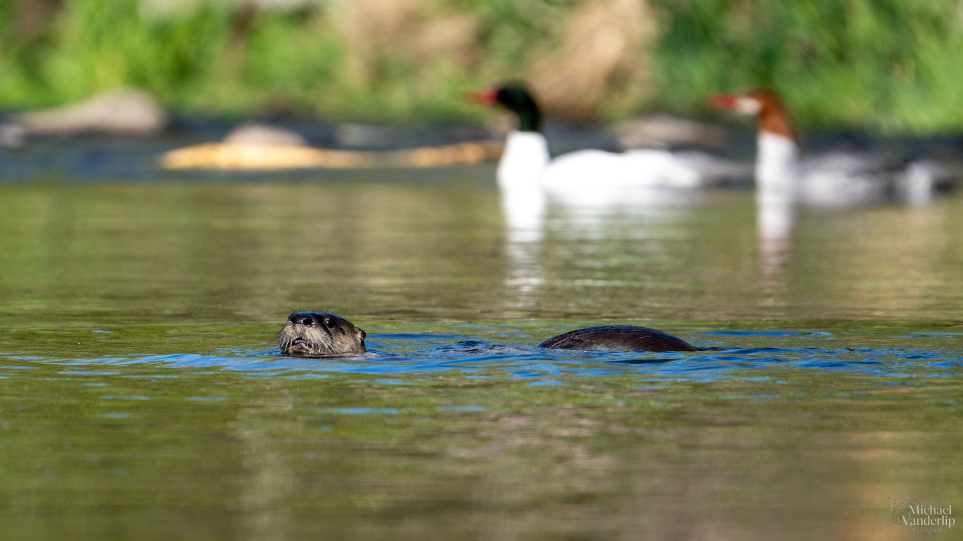 River Otter in Bear Creek along the Bear Creek Greenway near Talent, Oregon.