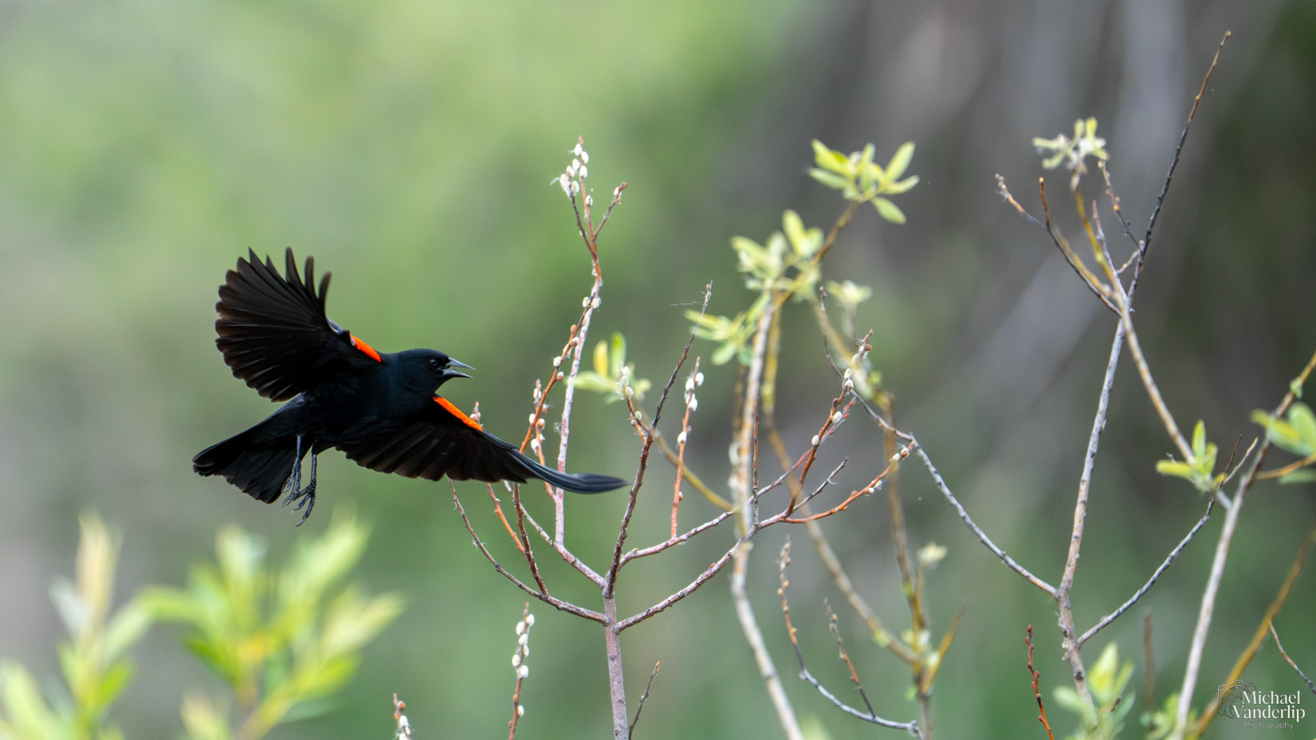 Red Winged Black Bird along the Bear Creek Greenway near Talent, Oregon.