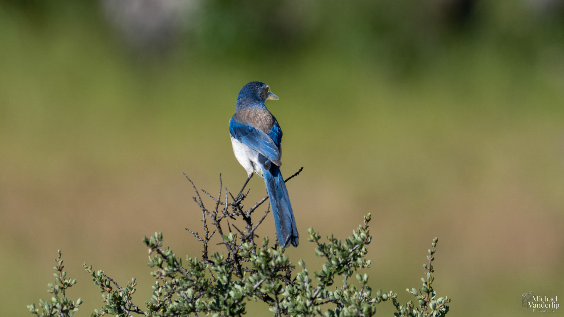 California Scrub Jay along the Lower Table Rock Trail, Central Point, Oregon.