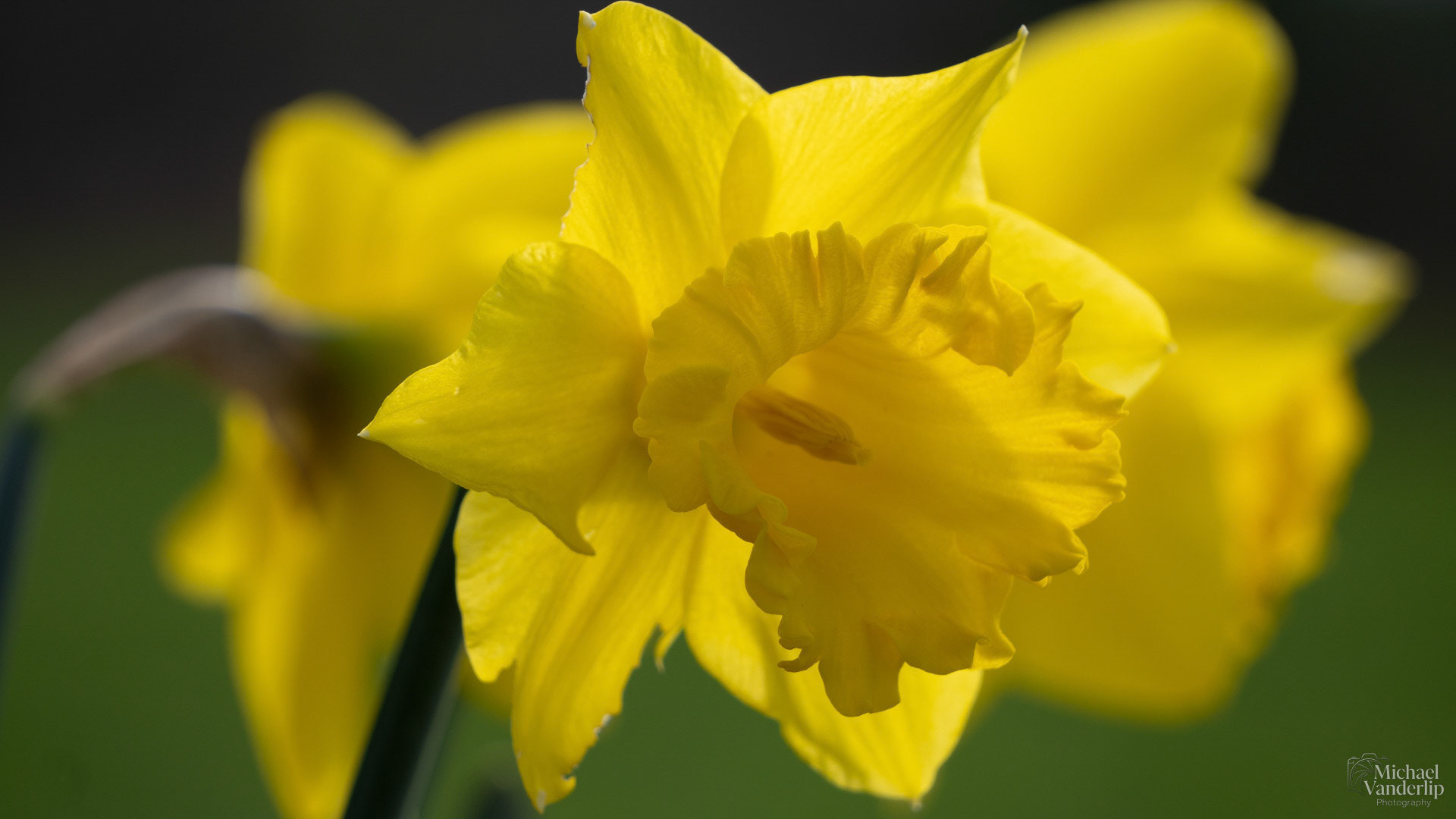 Daffodil along the Bear Creek Greenway near Talent, Oregon.