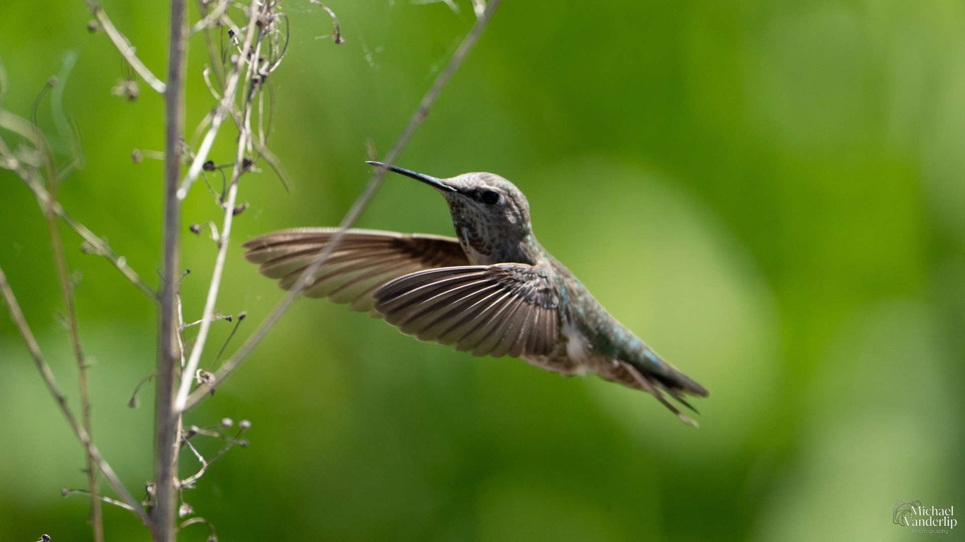 Anna's Hummingbird along the Bear Creek Greenway near Talent, Oregon.