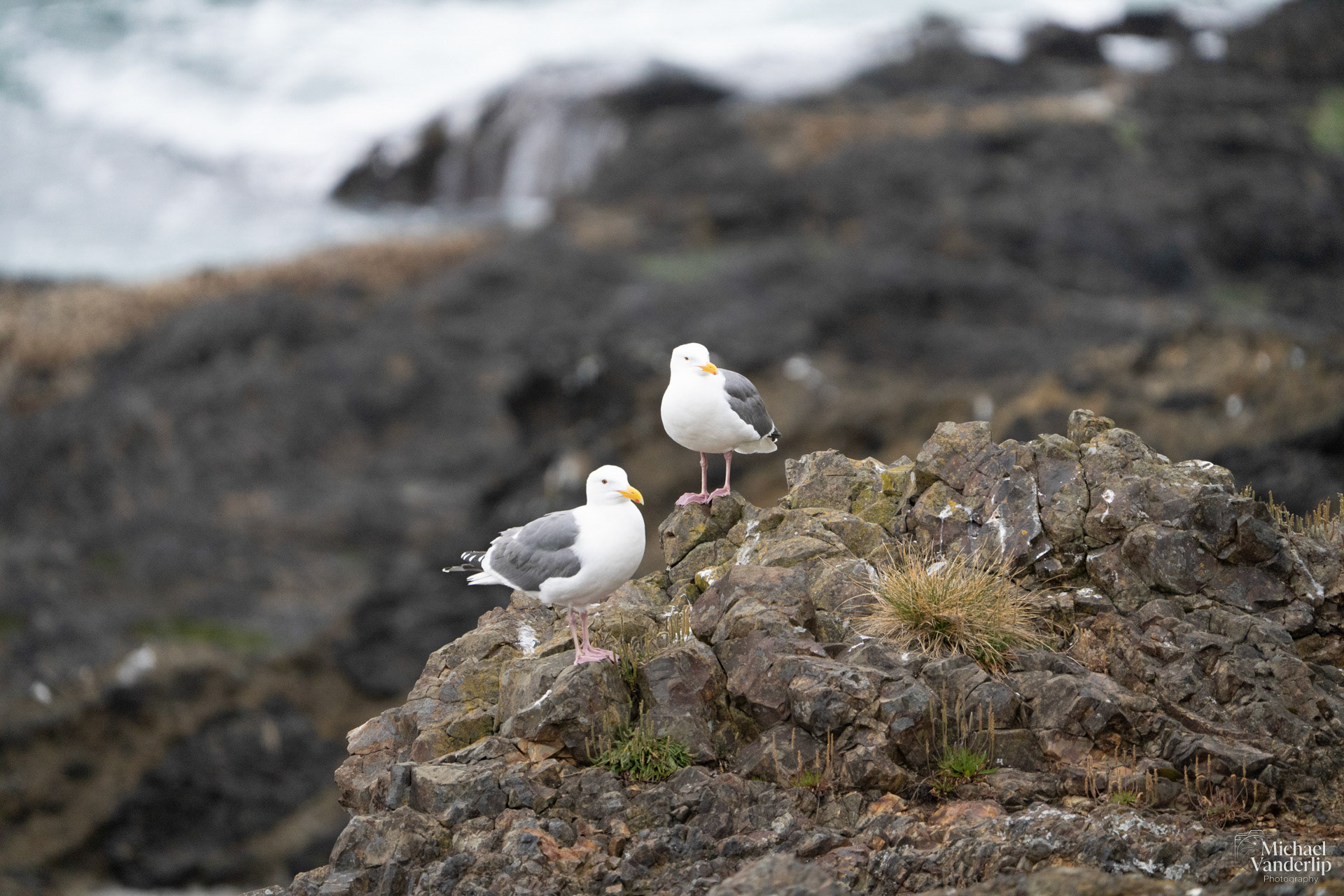 Seagulls on the coast, Depoe Bay, Oregon.