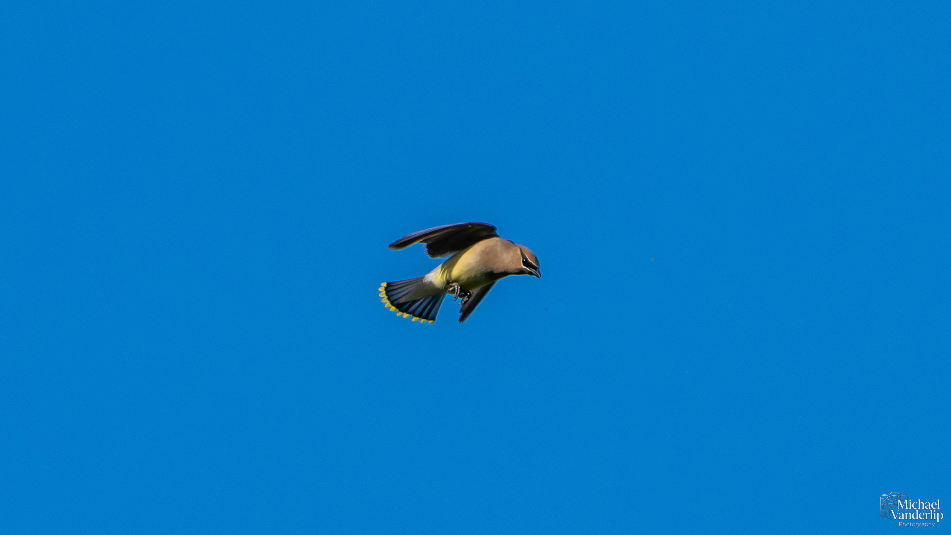 Cedar Waxwing along the Bear Creek Greenway near Talent, Oregon.
