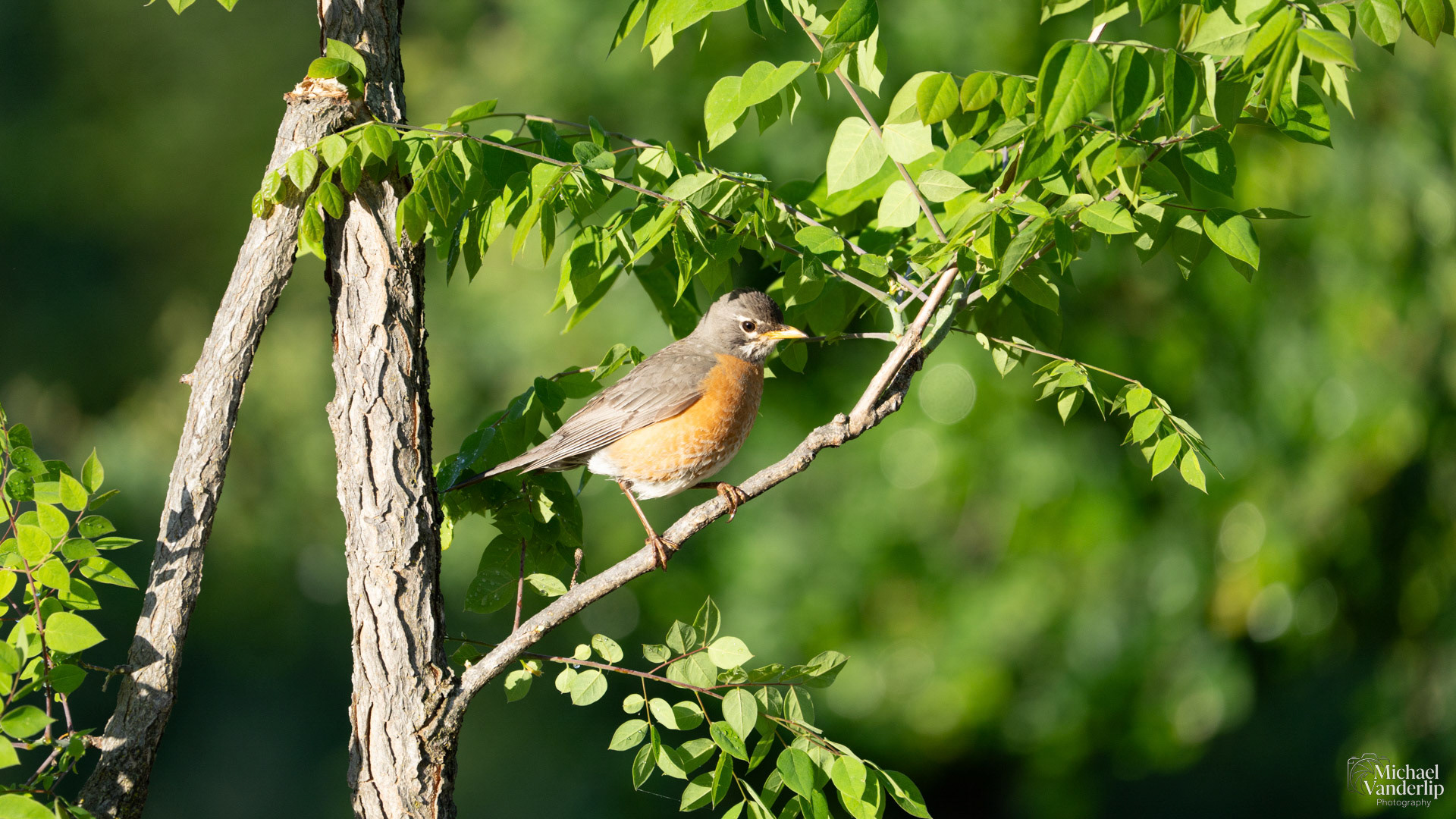 American Robin along the Rogue River at TouVelle Park, White City, Oregon.