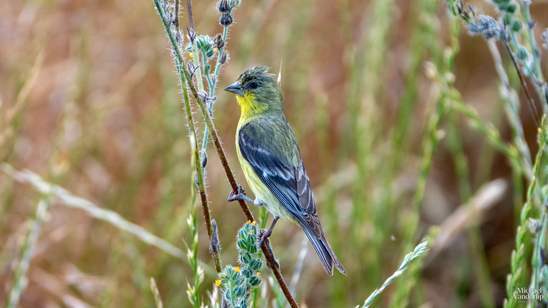 Lesser Goldfinch along the Lower Table Rock Trail, Central Point, Oregon.