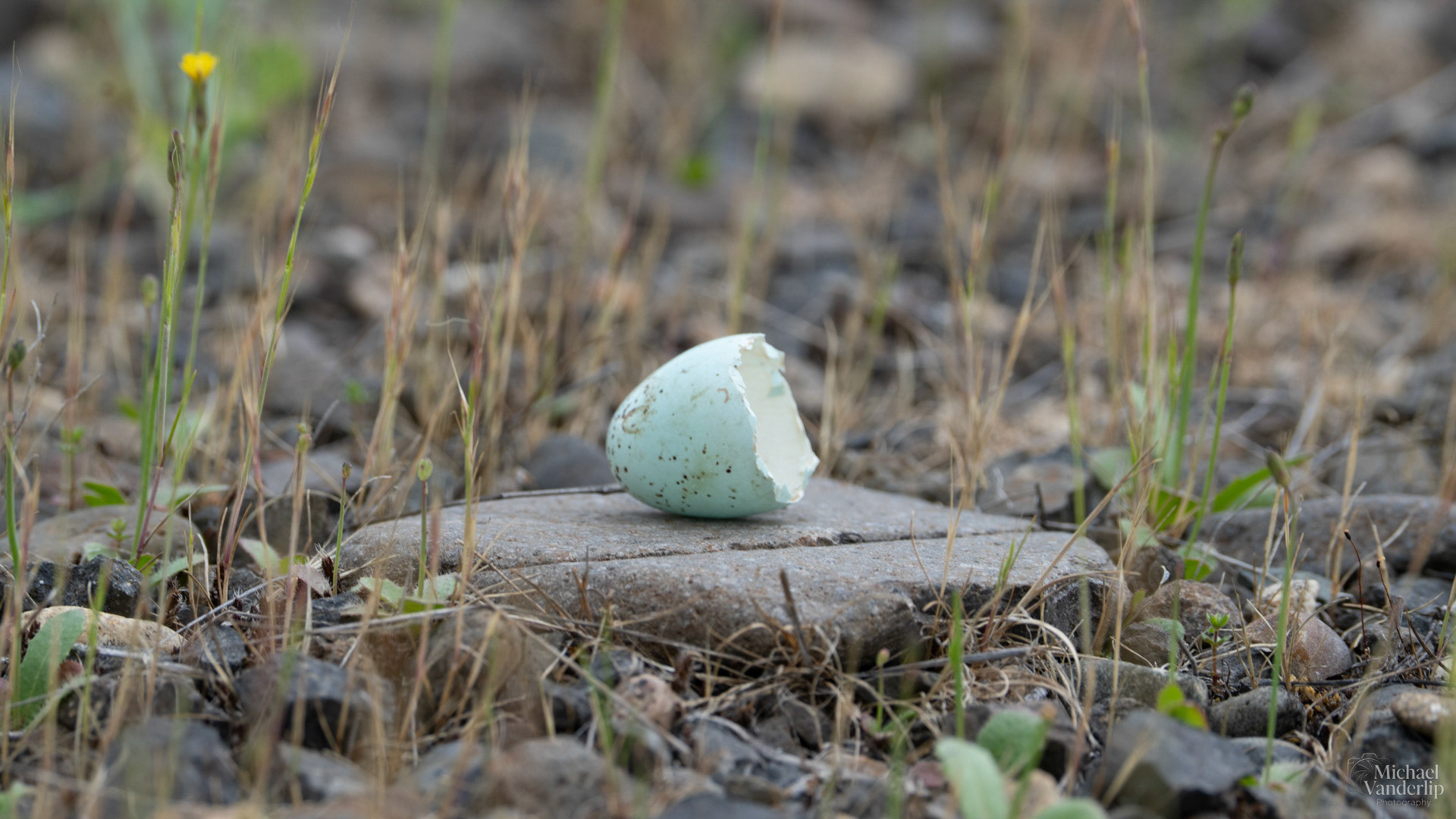 Bird Egg, possibly of a Red WInged Black Bird, along the Bear Creek Greenway near Talent, Oregon.