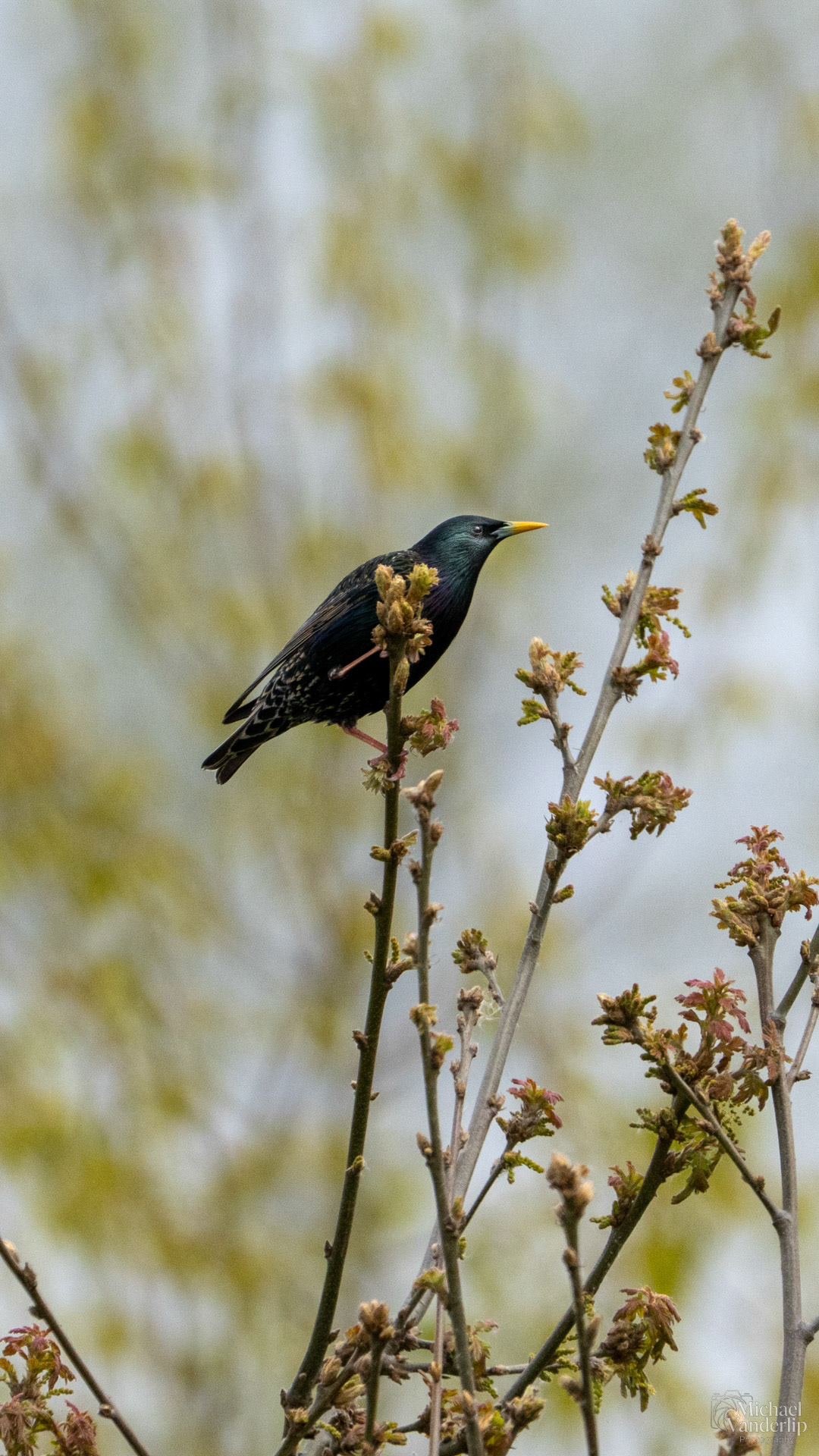 Starling along the Bear Creek Greenway near Talent, Oregon.