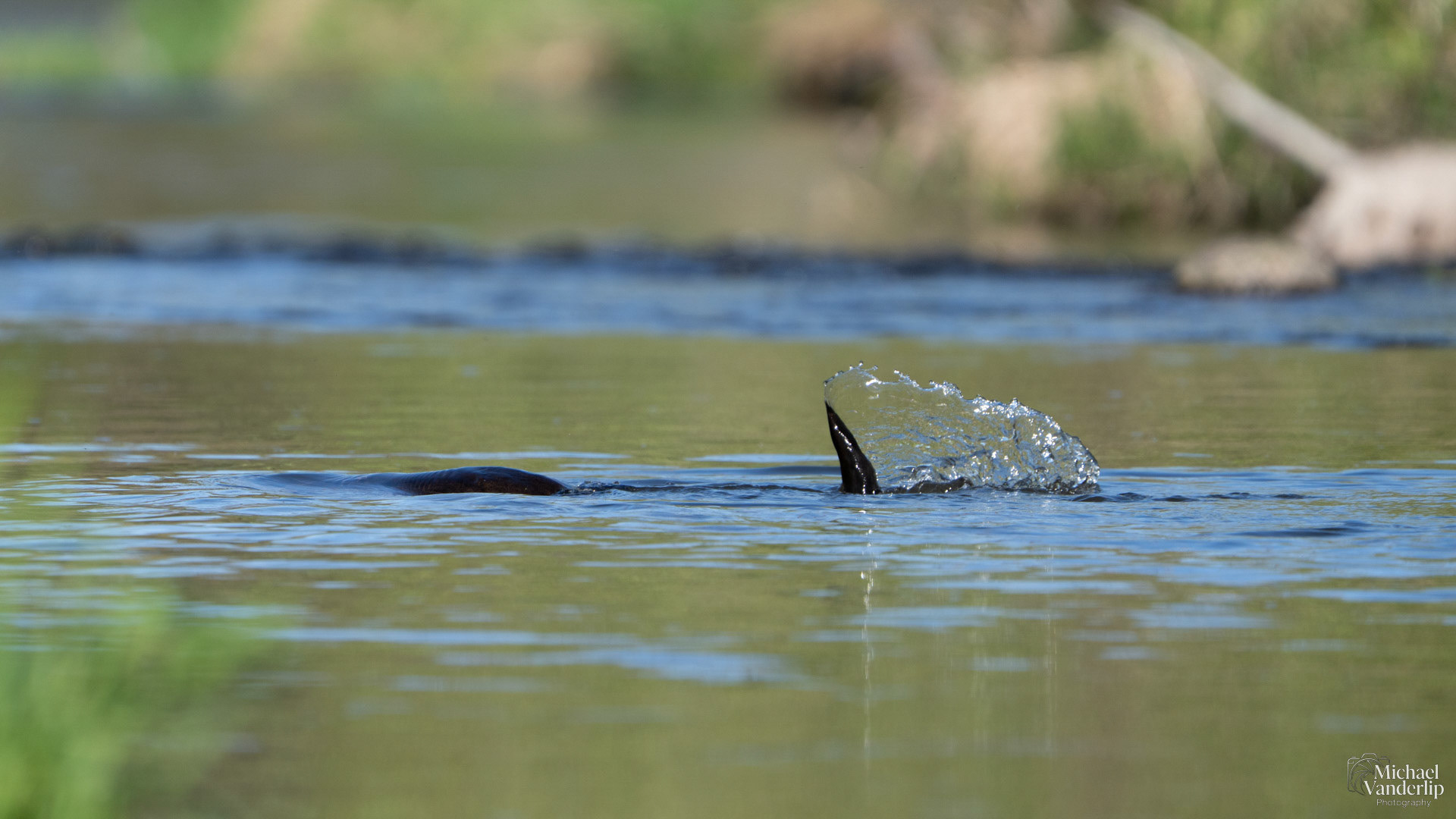 River Otter in Bear Creek along the Bear Creek Greenway near Talent, Oregon.
