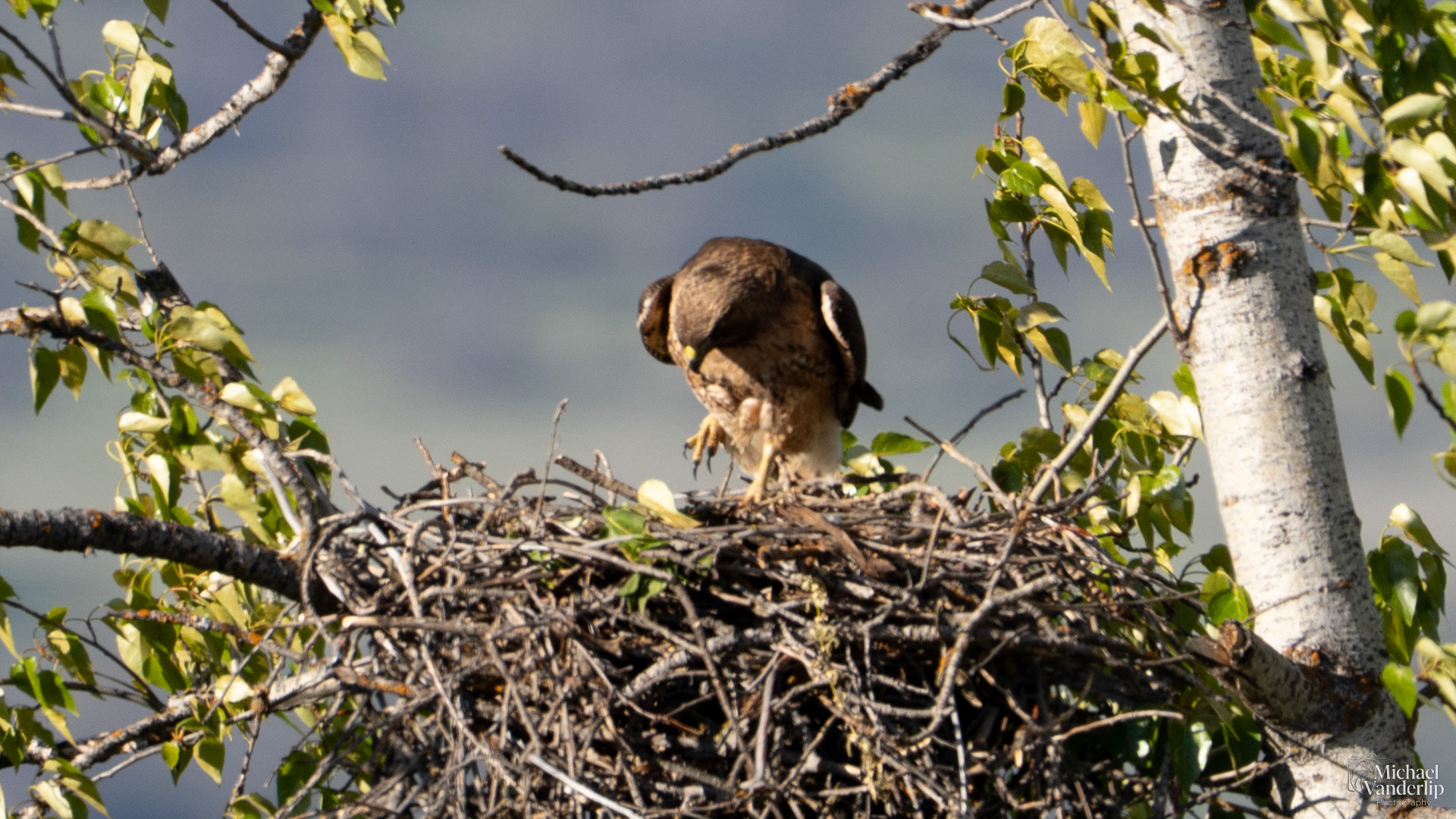 Red-Tailed Hawk along the Bear Creek Greenway near Talent, Oregon.