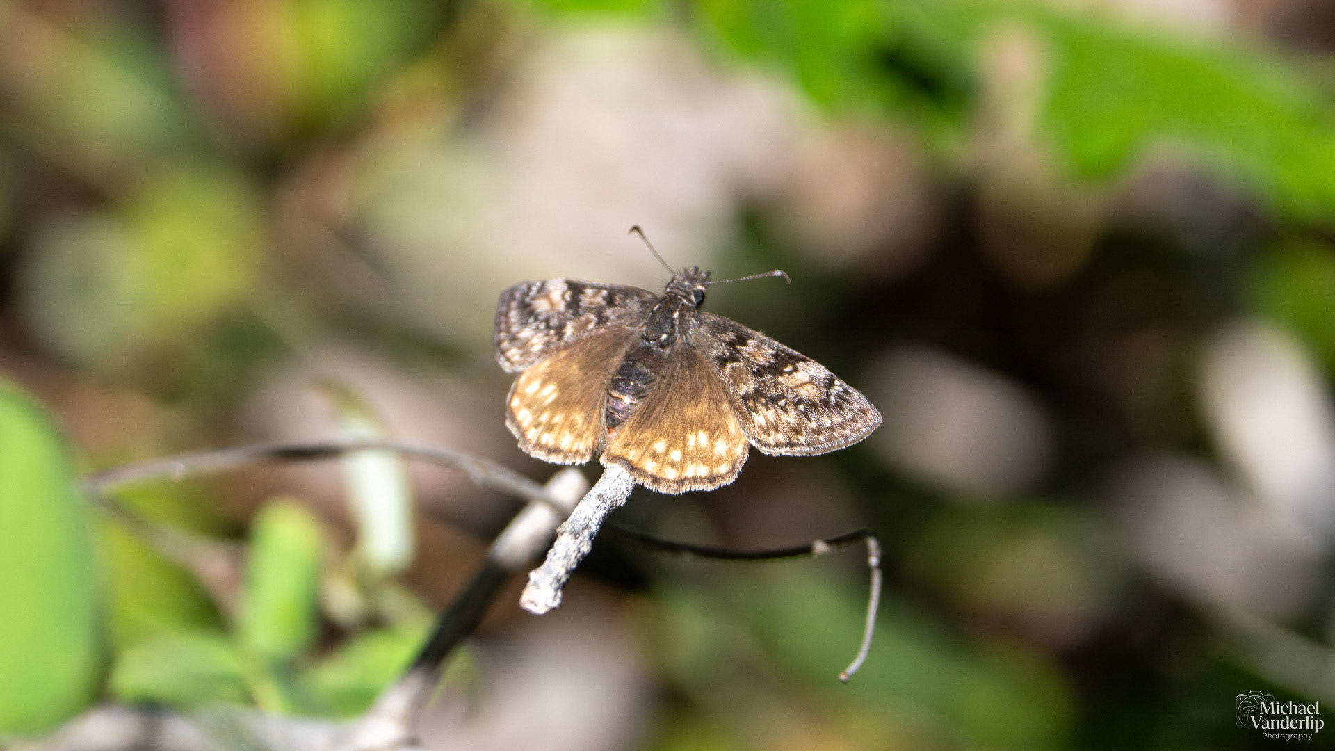 Juvenal's Duskywing along the White Rabbit Trail near Ashland, Oregon.