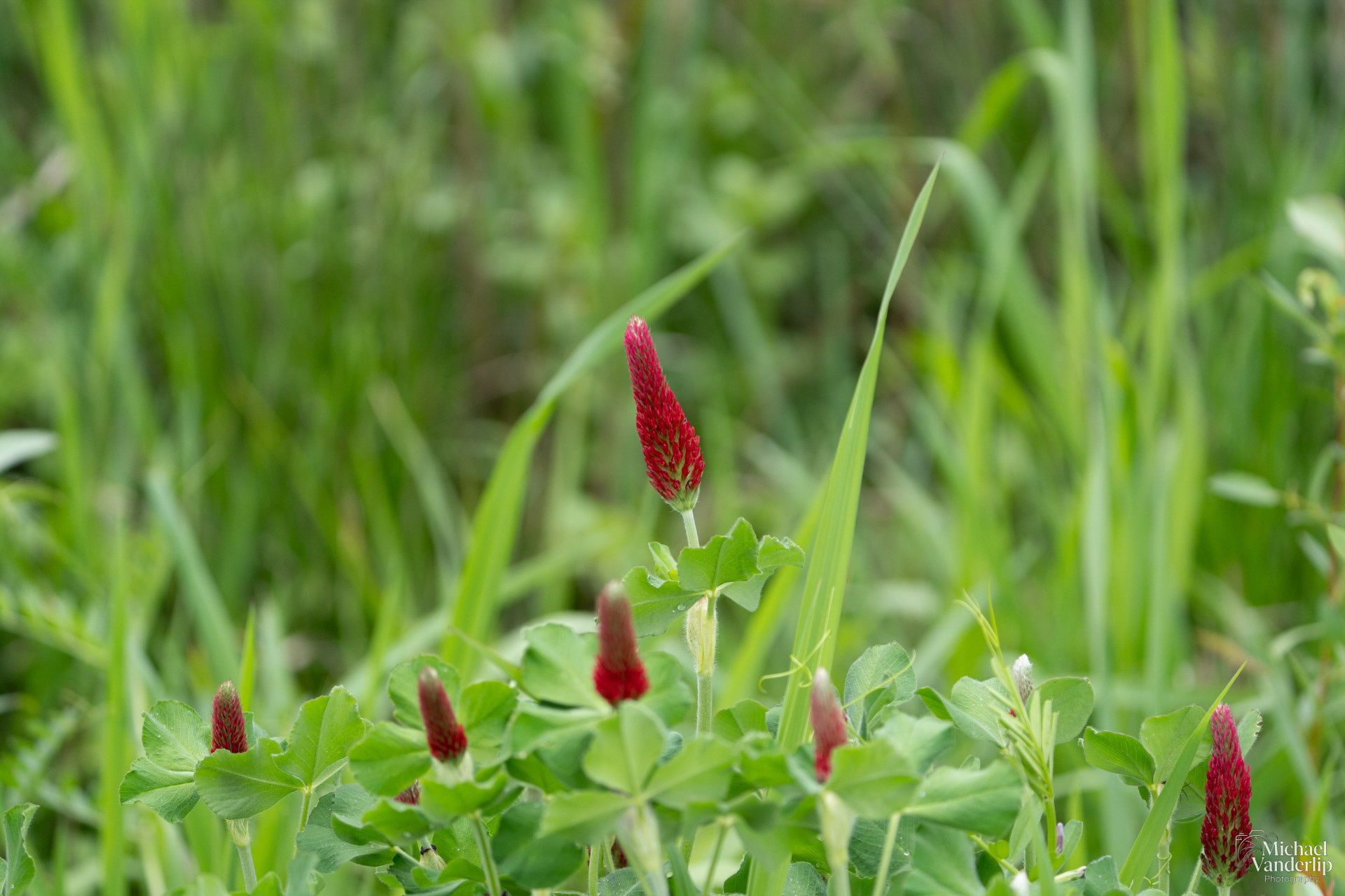 Crimson Clover along the Bear Creek Greenway near Talent, Oregon.