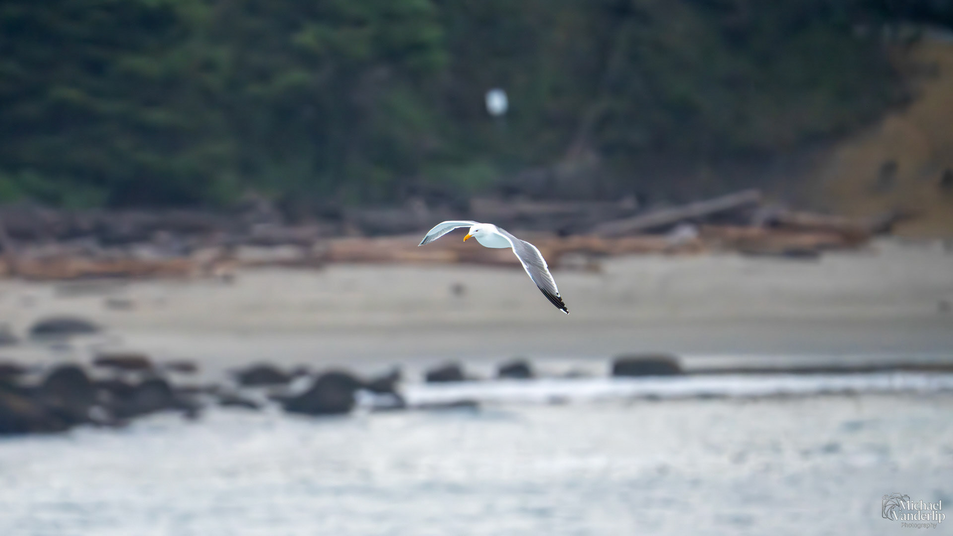 Seagull on the coast near Depoe Bay, Oregon.