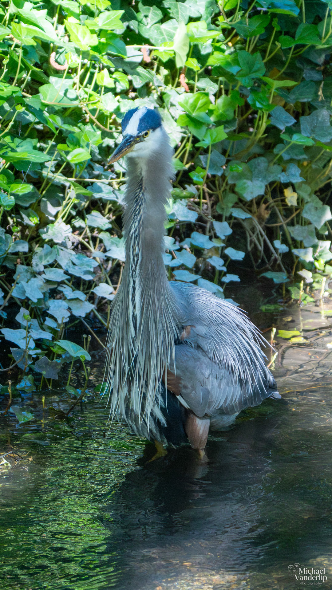 Great Blue Heron in Lithia Park, Ashland, Oregon.