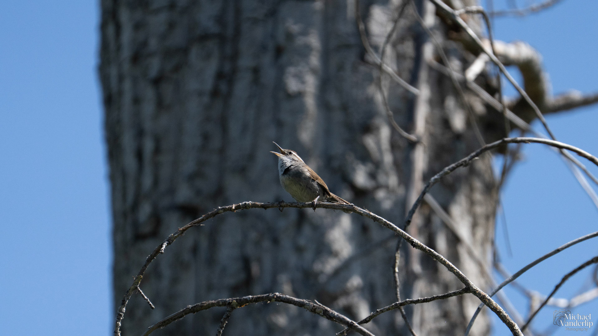 Bewick's Wren along the Bear Creek Greenway near Talent, Oregon.