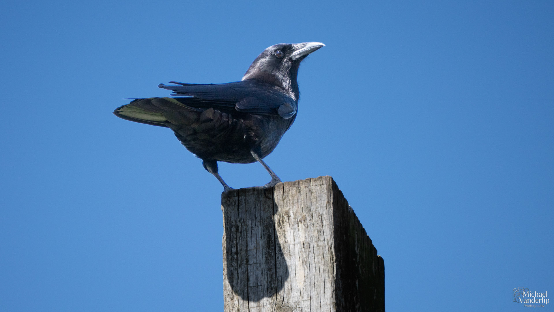 American Crow on Harris Beach, Brookings, Oregon.