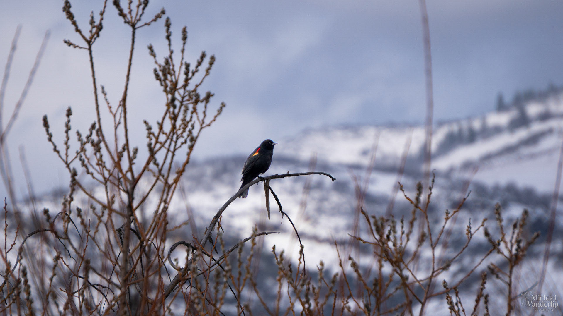 Red Winged Black Bird along the Bear Creek Greenway near Talent, Oregon.