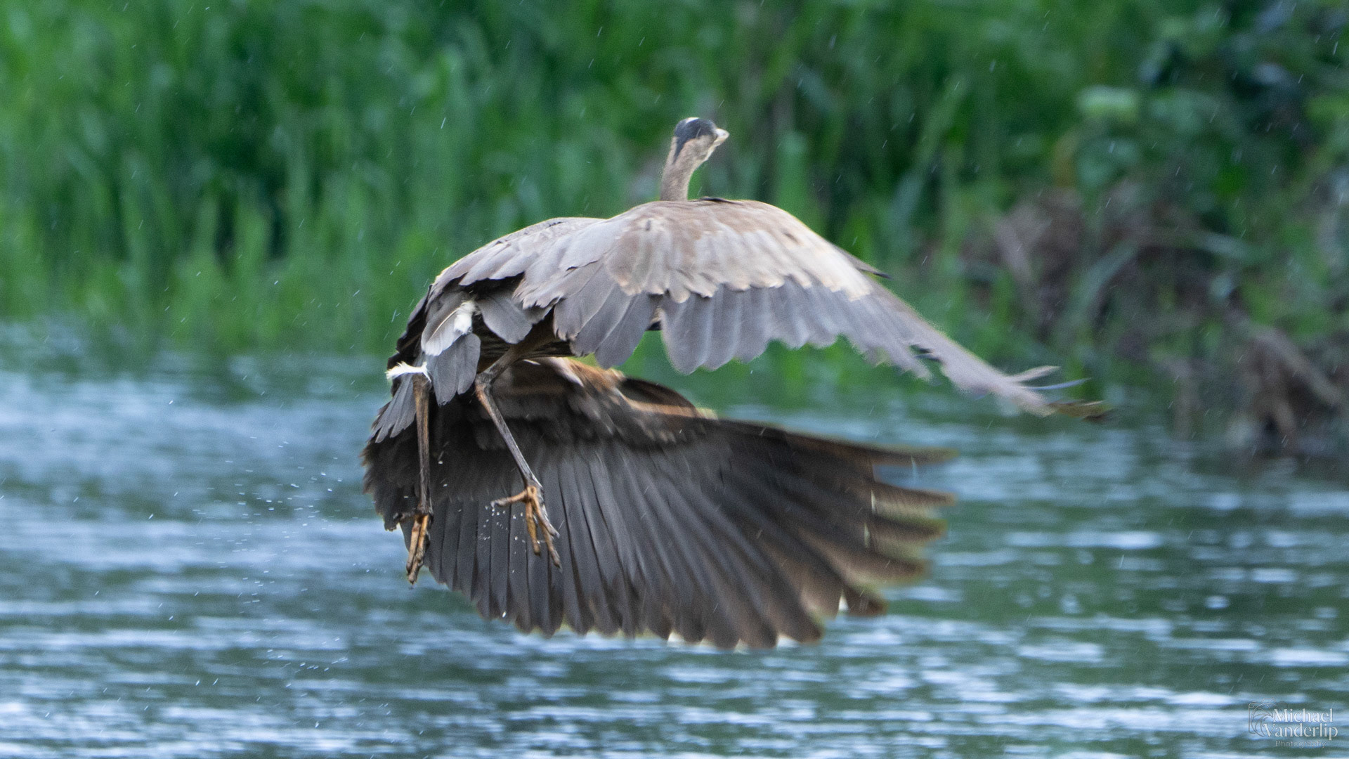 Great Blue Heron in Bear Creek along the Bear Creek Greenway near Talent, Oregon.