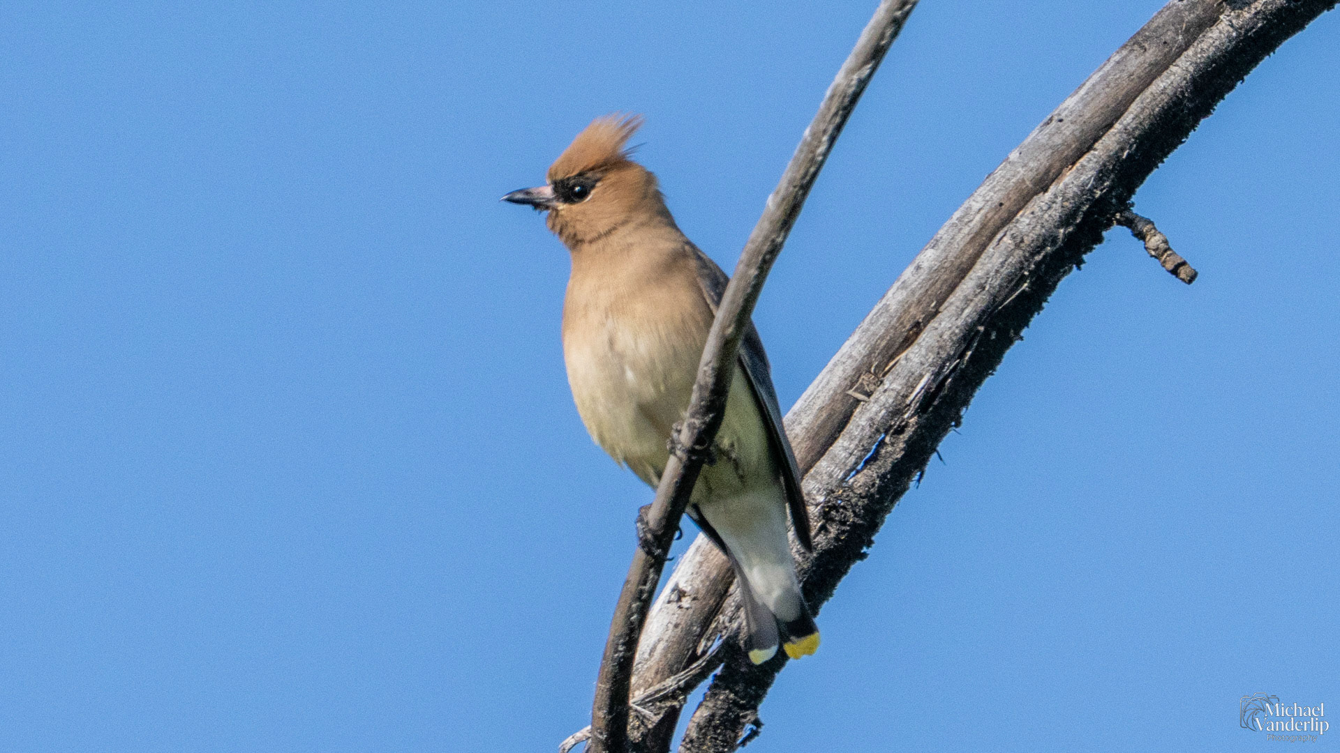 Cedar Waxwing along the Bear Creek Greenway near Talent, Oregon.