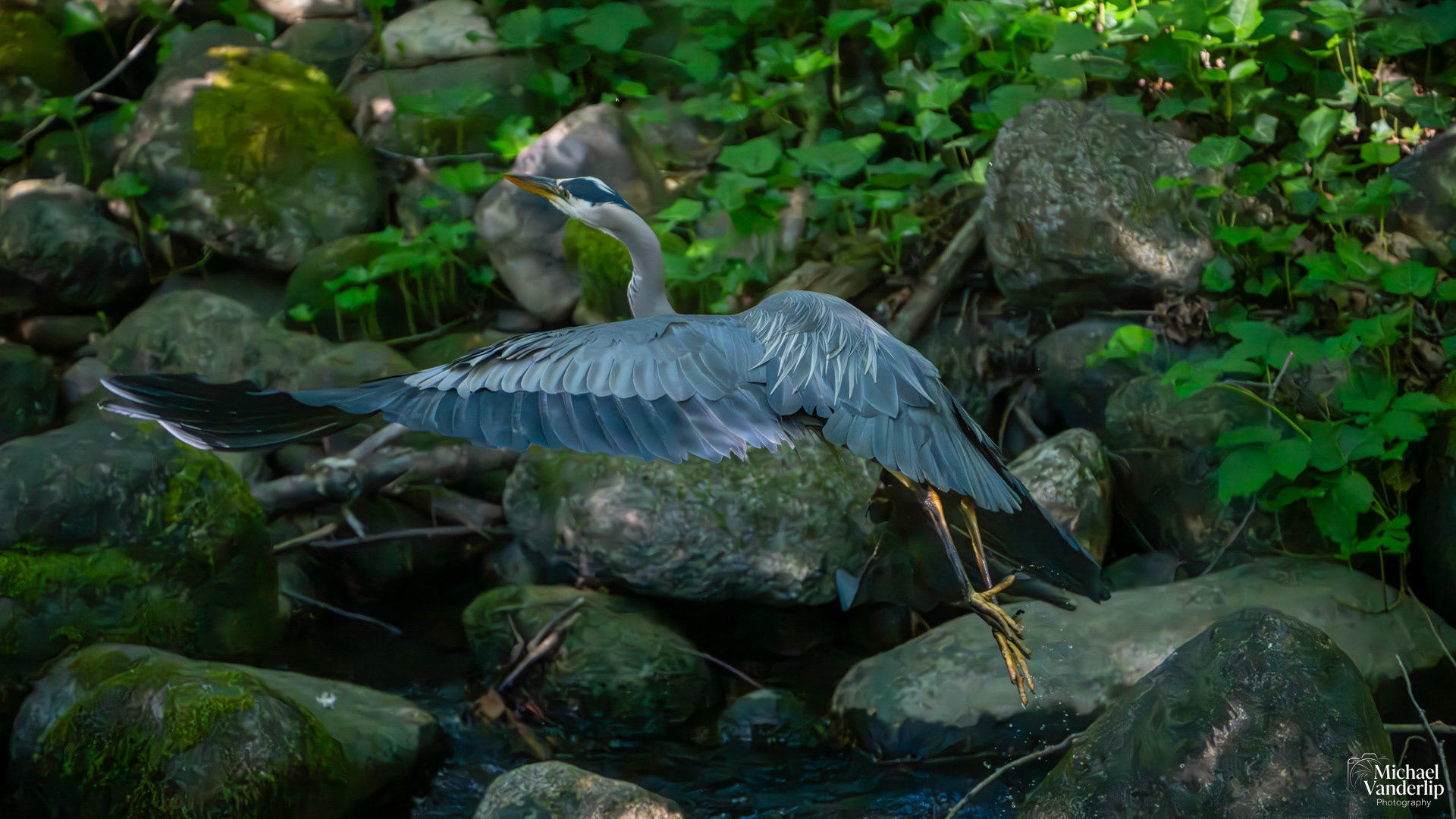Great Blue Heron in Lithia Park, Ashland, Oregon.