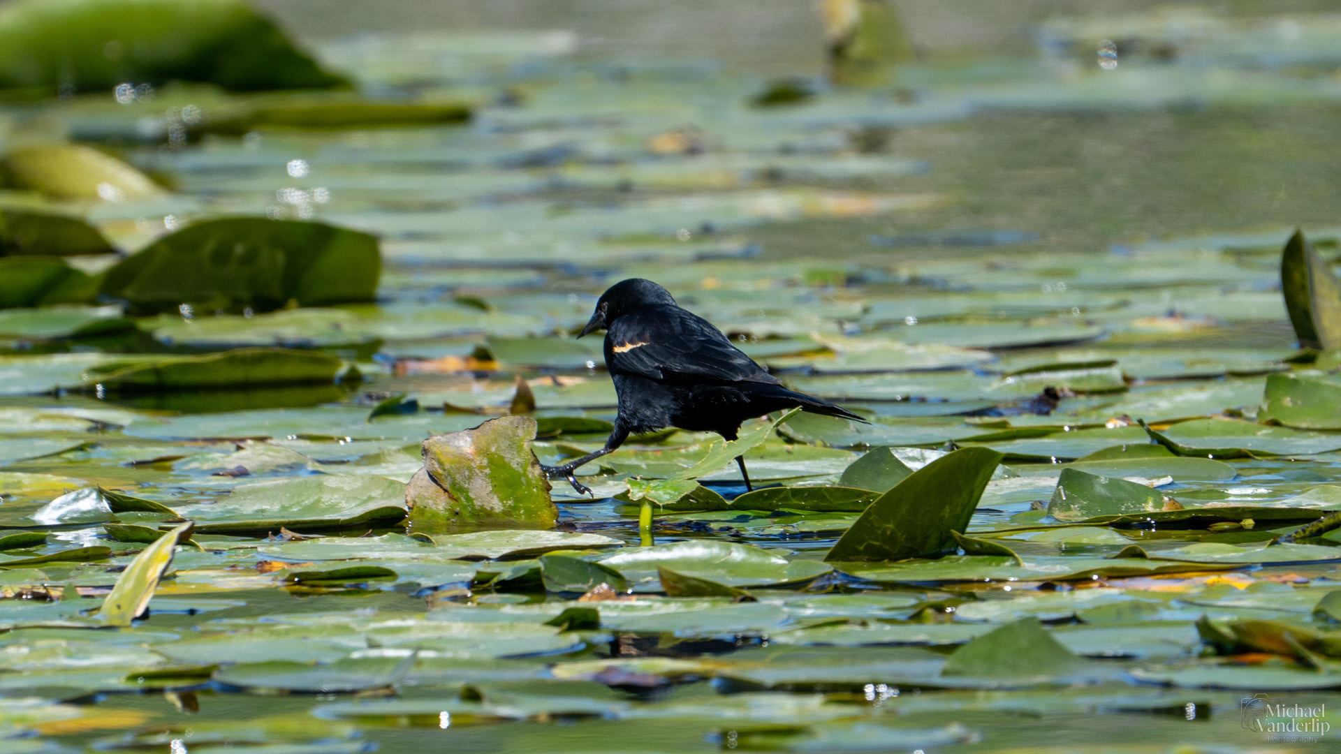 Red Winged Black Bird along the Bear Creek Greenway near Talent, Oregon.
