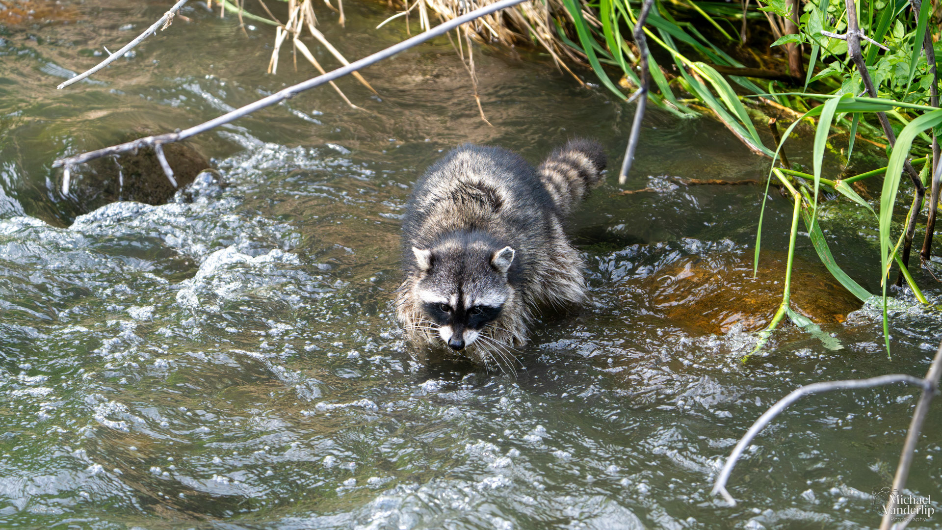Racoon in the creek along the Bear Creek Greenway near Talent, Oregon.