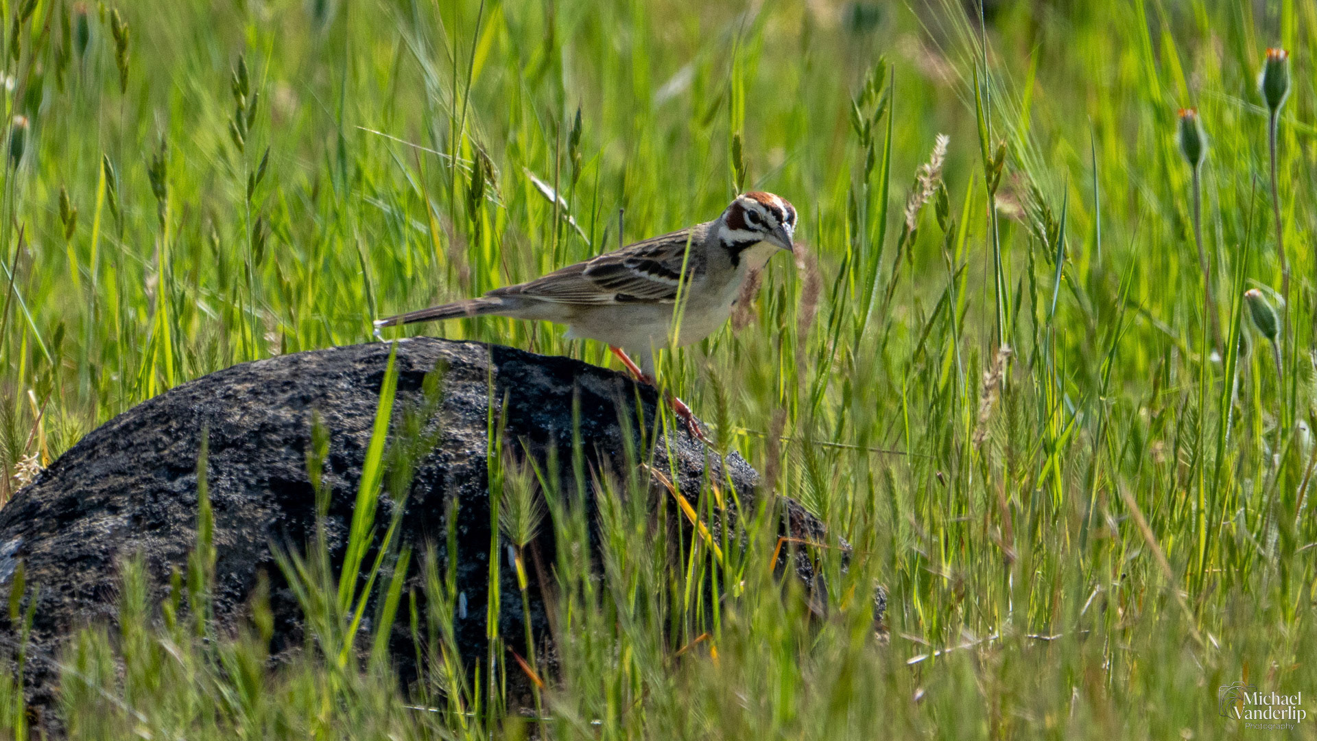 Lark Sparrow on Lower Table Rock, Central Point, Oregon.