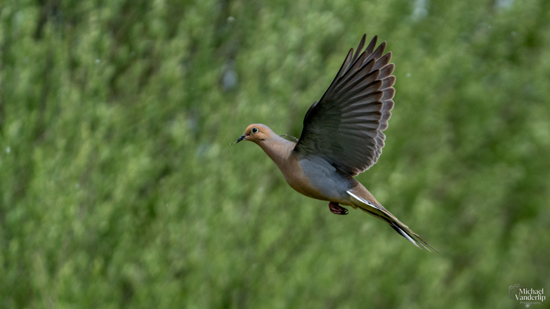 Mourning Dove along the Bear Creek Greenway near Talent, Oregon.
