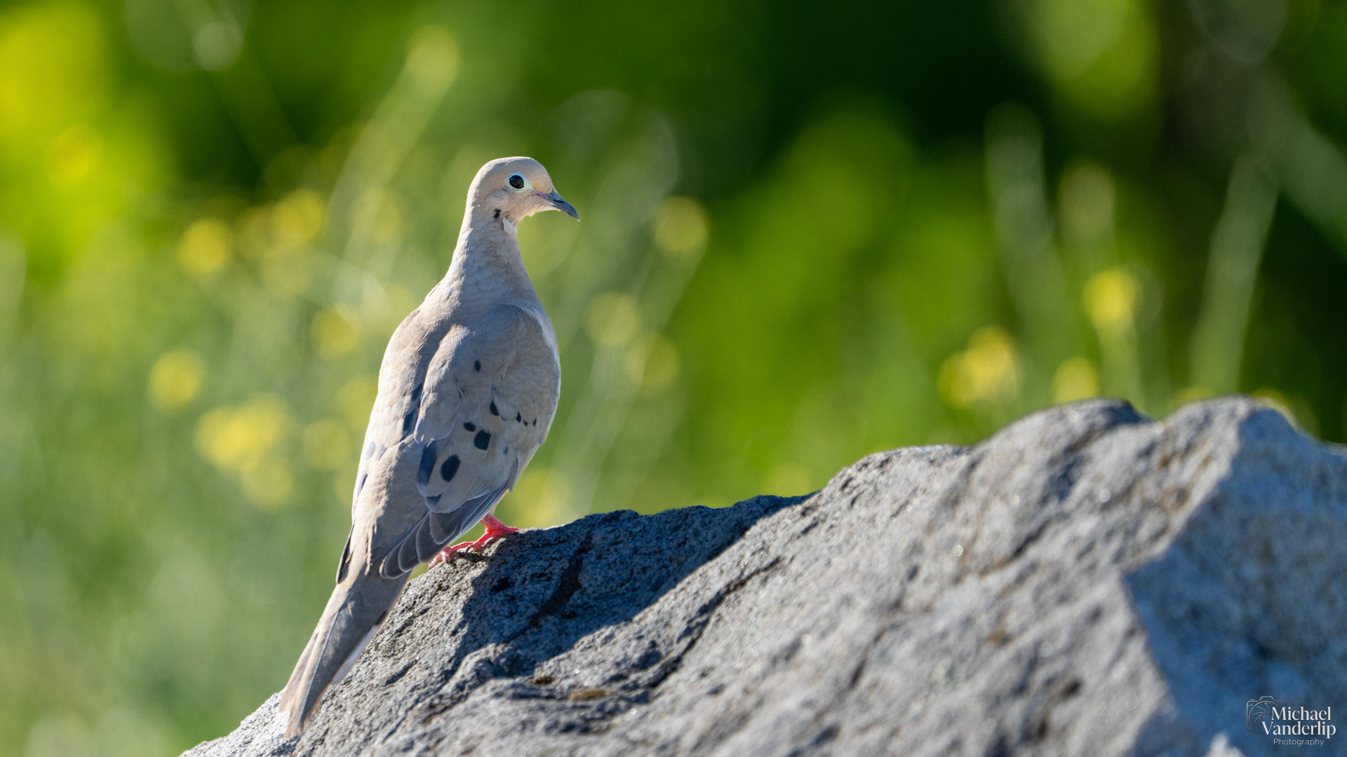 Mourning Dove along the Bear Creek Greenway near Talent, Oregon.