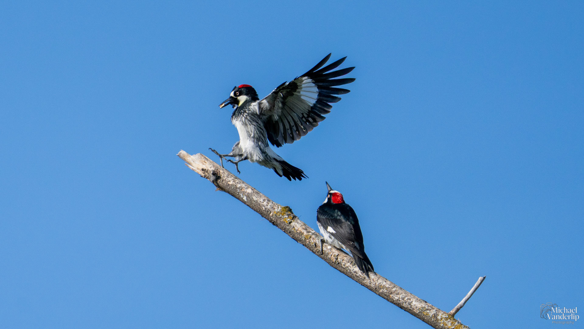 Acorn Woodpecker along the Bear Creek Greenway near Talent, Oregon.