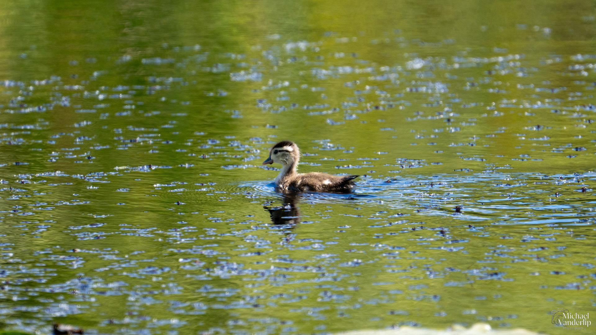 Wood Duckling along the Bear Creek Greenway near Talent, Oregon.
