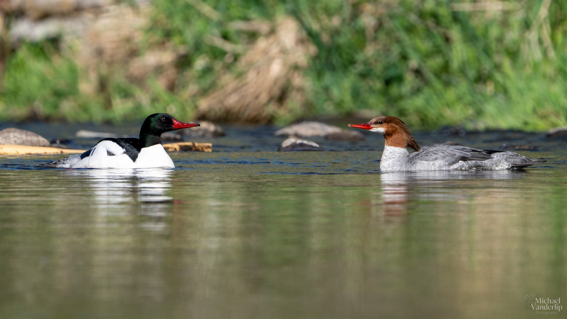 Common Mergansers in Bear Creek along the Bear Creek Greenway near Talent, Oregon.