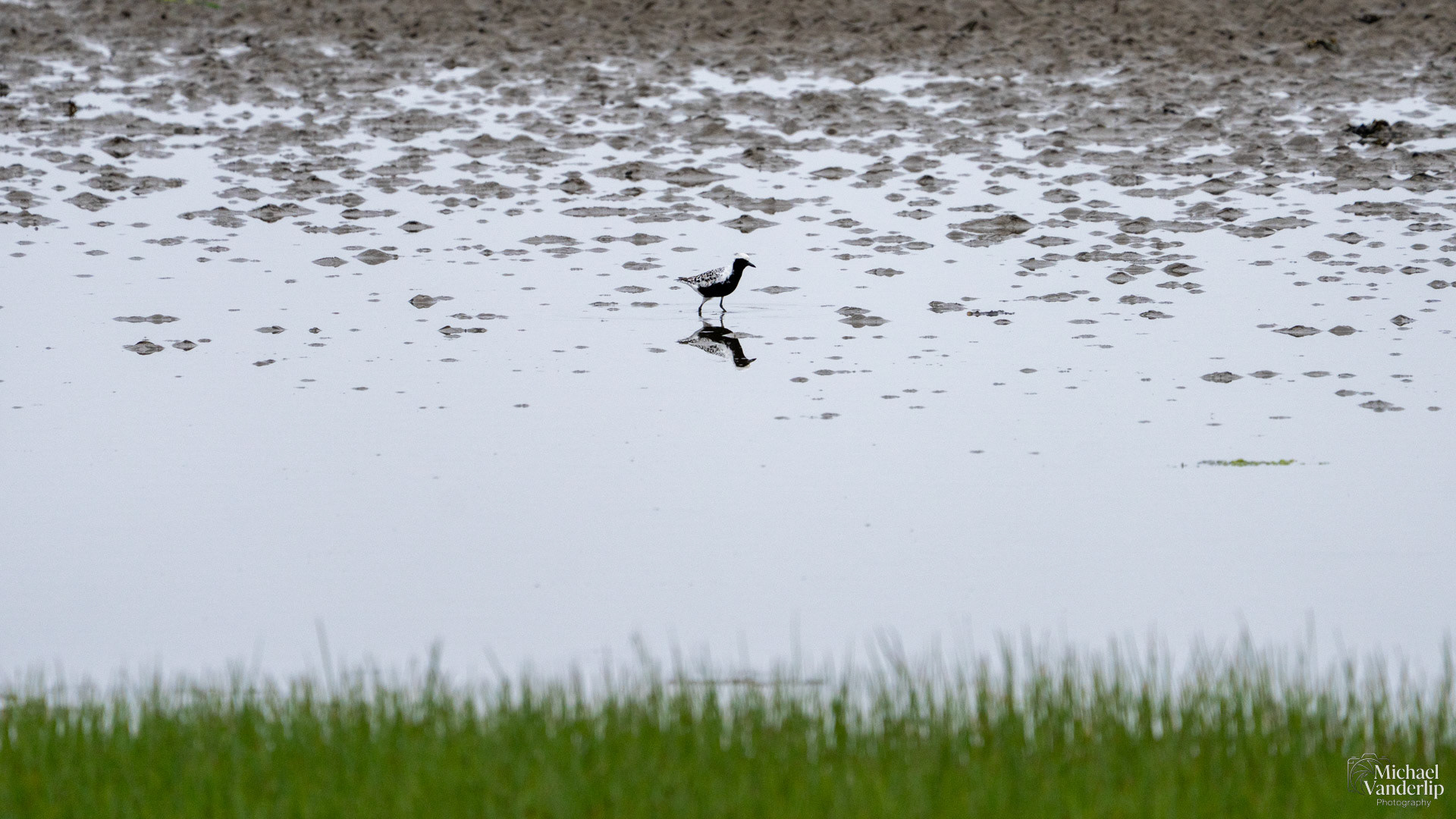 Black-Bellied Plover on the coast near Lincoln City, Oregon.